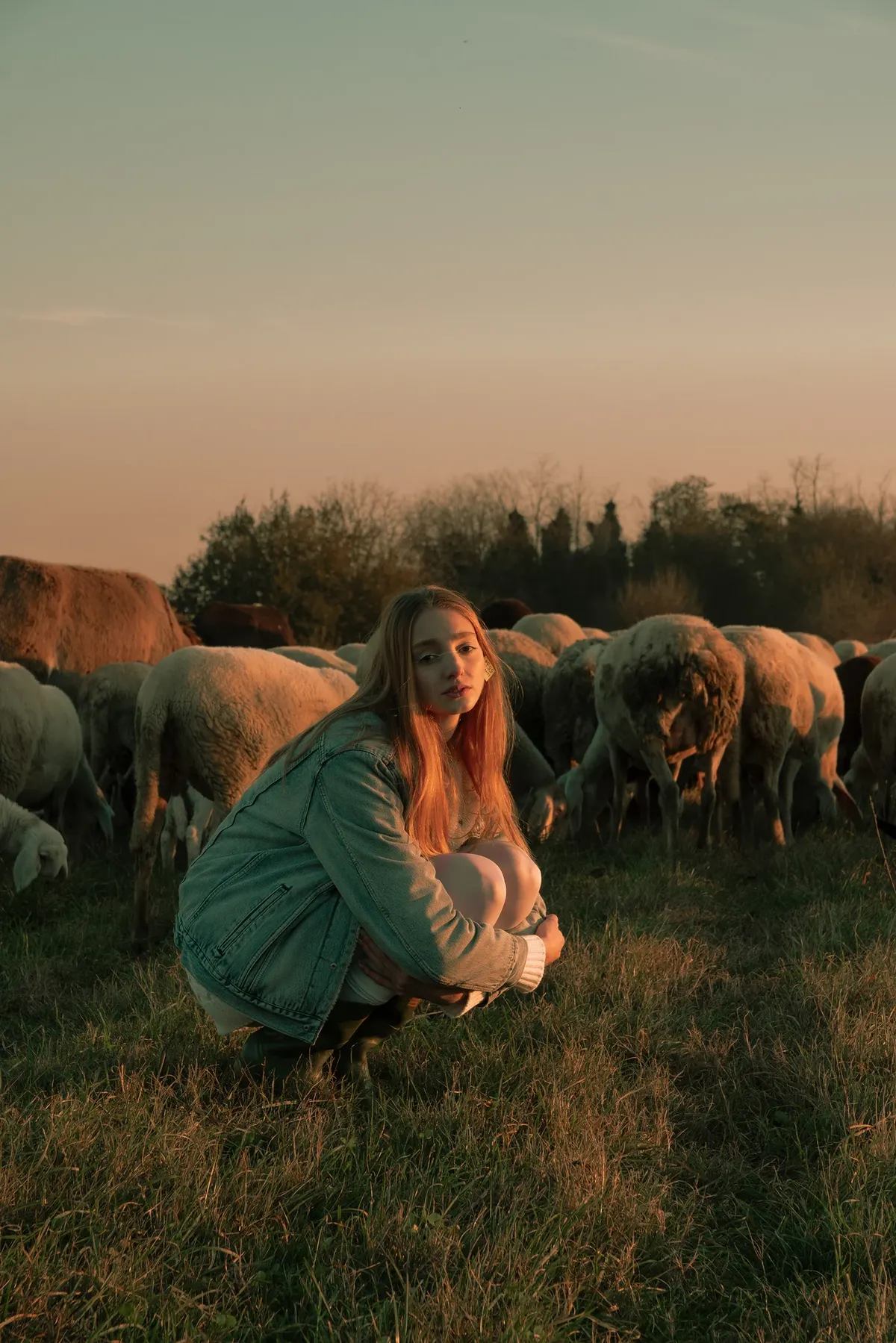 Gregge: Beatrice accovacciata nel prato davanti al gregge al tramonto